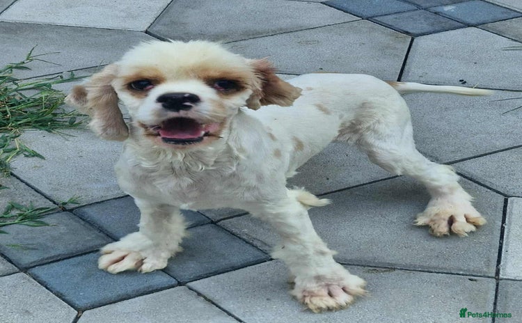 American Cocker Spaniel dogs - Advert 14