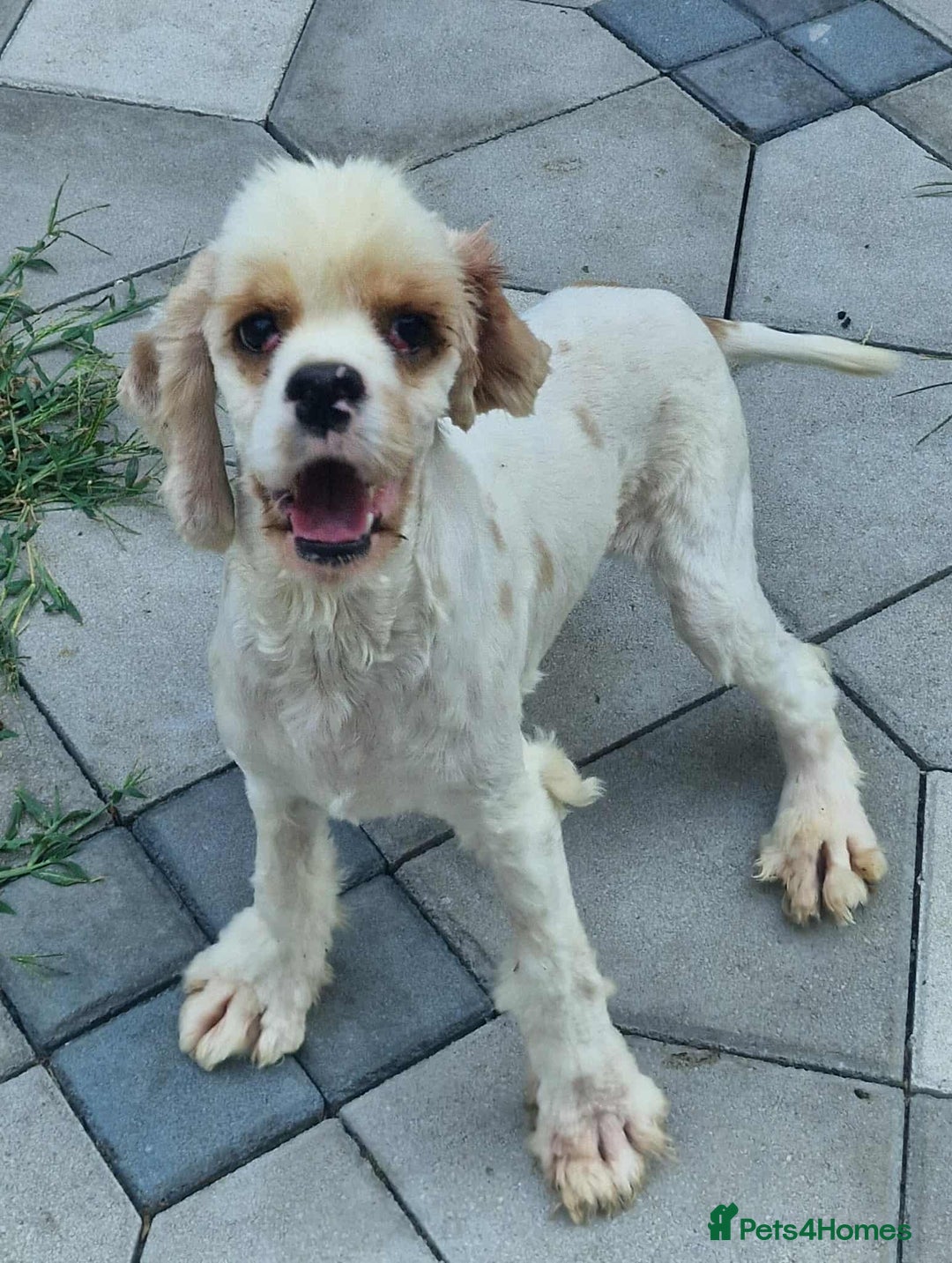 American Cocker Spaniel dogs for adoption: Ozzy! - Image 1