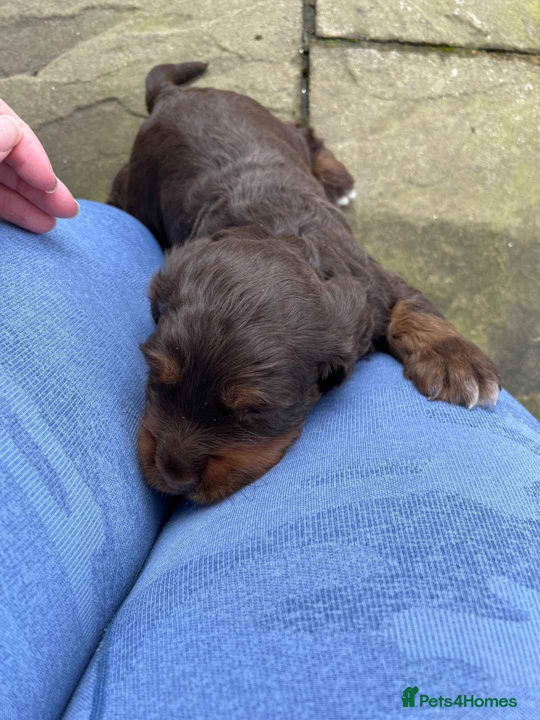 Cocker Spaniel dogs for sale: Beautiful boy puppy  in Salisbury - Advert 3