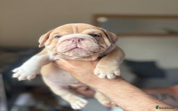 English Bulldog dogs for sale: Beautiful English Bulldog Puppies - Image 3