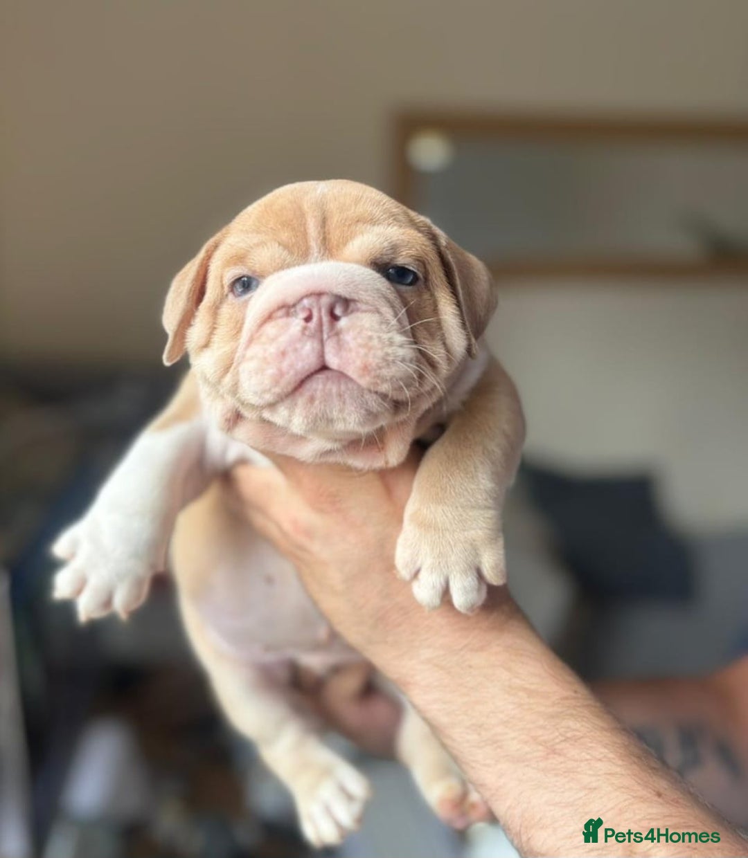 English Bulldog dogs for sale: Beautiful English Bulldog Puppies - Image 3