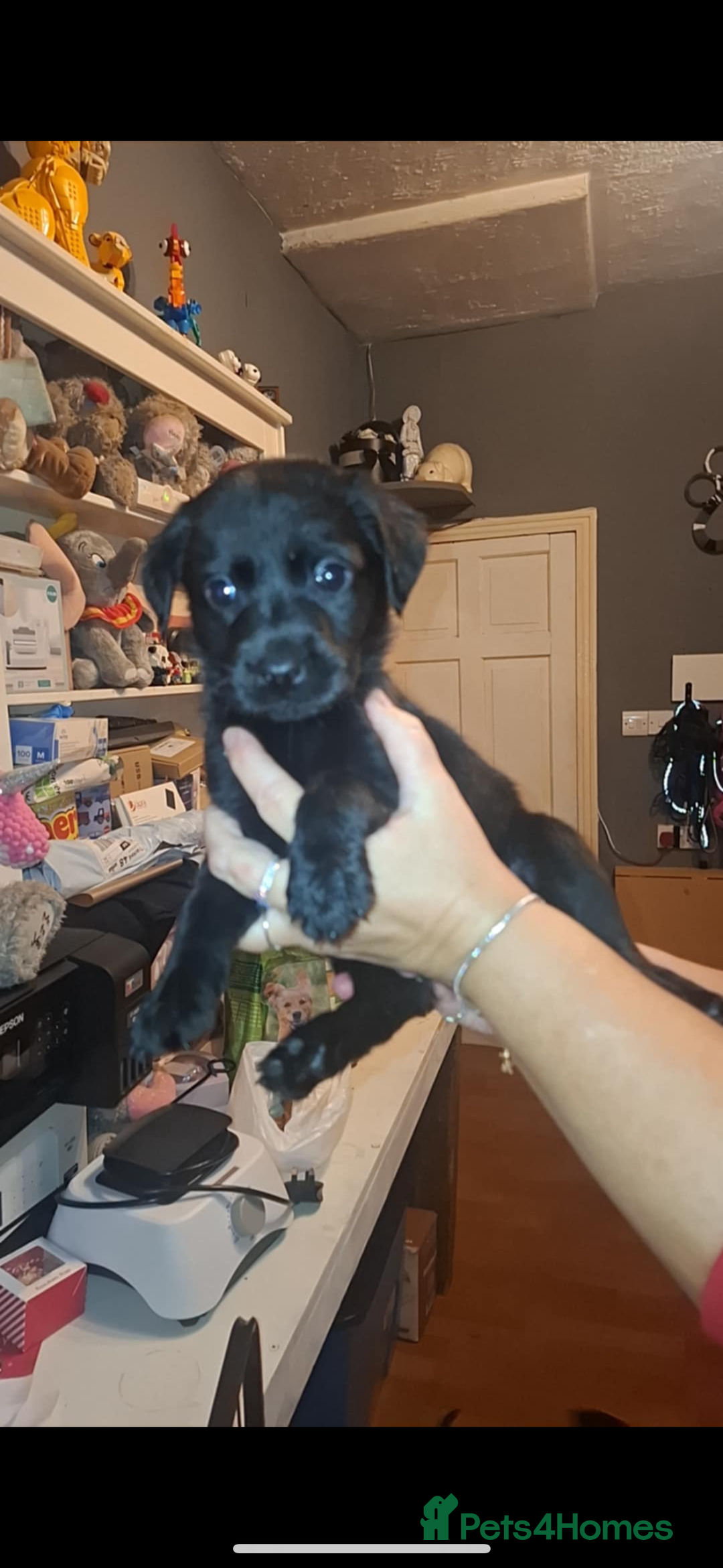 Labrador Retriever dogs for sale: 2 beautiful male labradors - Advert 3