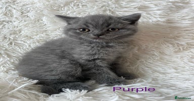 British Shorthair cats - Advert 5