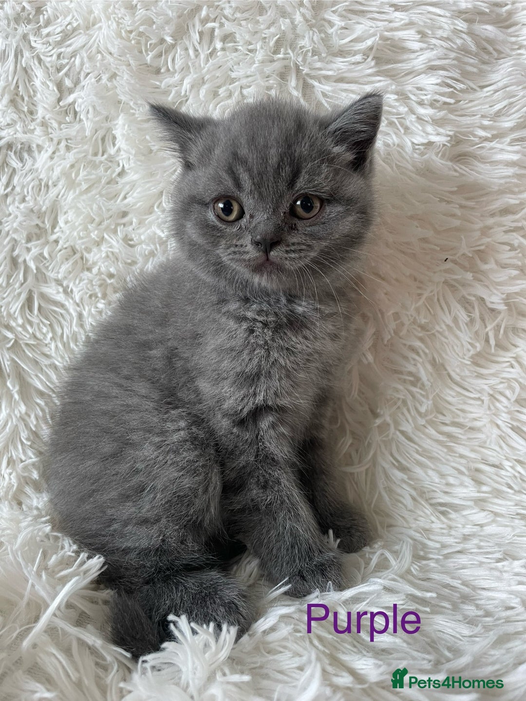 British Shorthair cats for sale: Wonderful, fluffy British Shorthair kittens - Image 2