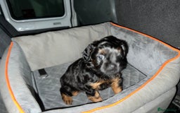 Mixed Breed dogs for sale: ONE OF ONE! Micro Asian Toy PoodleXFluffy Frenchie - Image 1