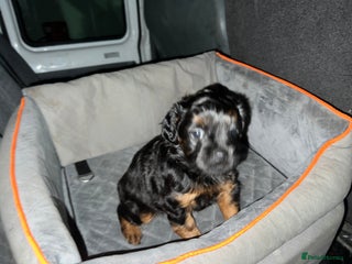Mixed Breed dogs - Advert 16
