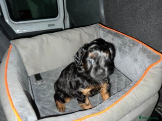 Mixed Breed dogs ONE OF ONE! Micro Asian Toy PoodleXFluffy Frenchie - Advert 2