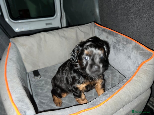 Mixed Breed dogs - Advert 3