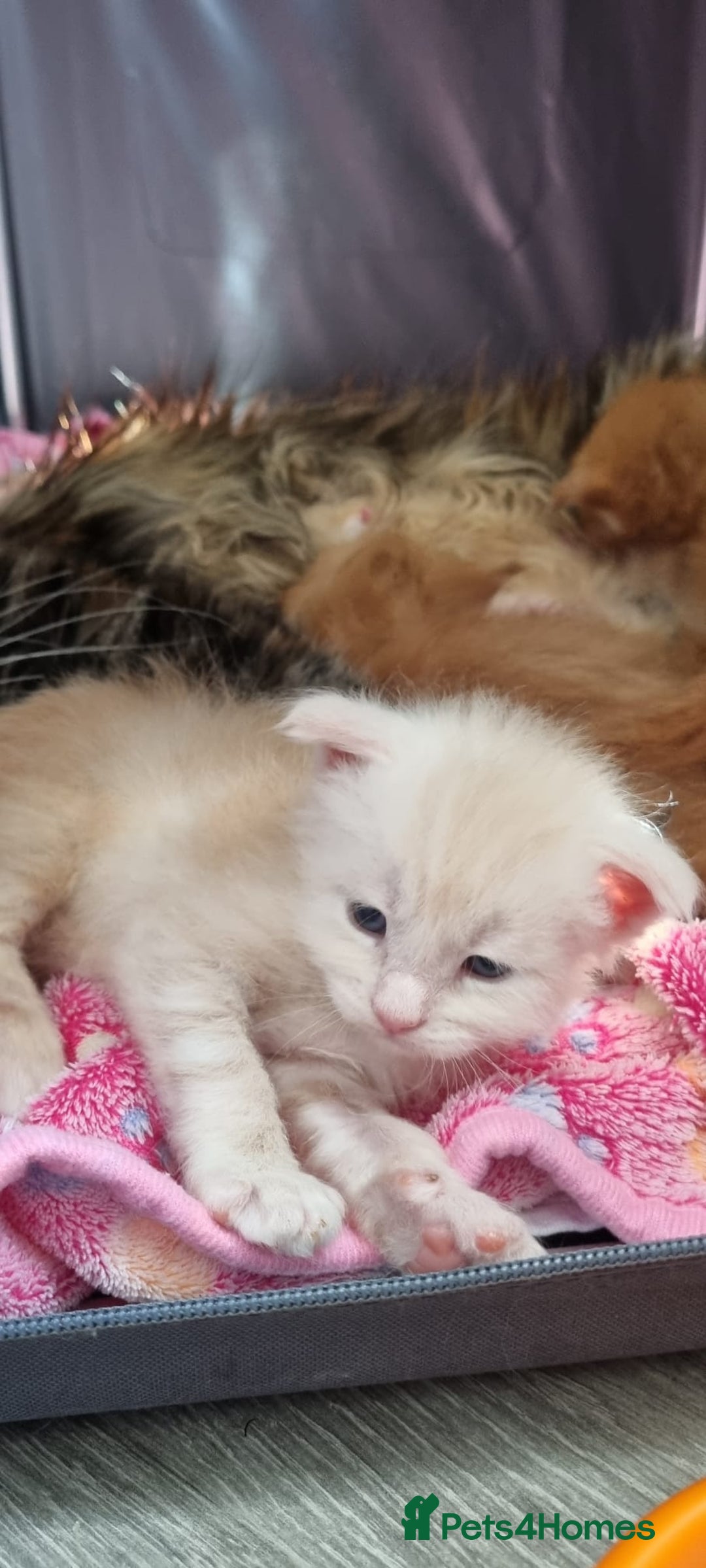 Maine Coon cats for sale: 2 Stunning Cream Pedigree Mainecoons Available  - Image 10