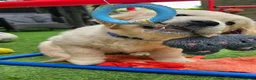 Golden Retriever dogs for sale: 5* Golden Retriver puppies in Wisbech - Advert 19