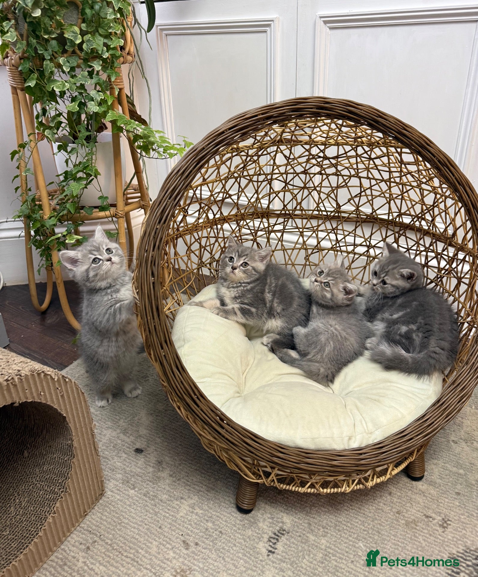 British Shorthair cats Beautiful British Shorthair Kittens  - Advert 1