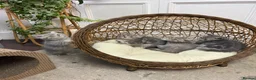 British Shorthair cats for sale: Beautiful British Shorthair Kittens  - Advert 1
