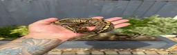 Python Snake reptiles for sale: Royal Python babies for sale…Various morphs. in Crewe - Advert 4