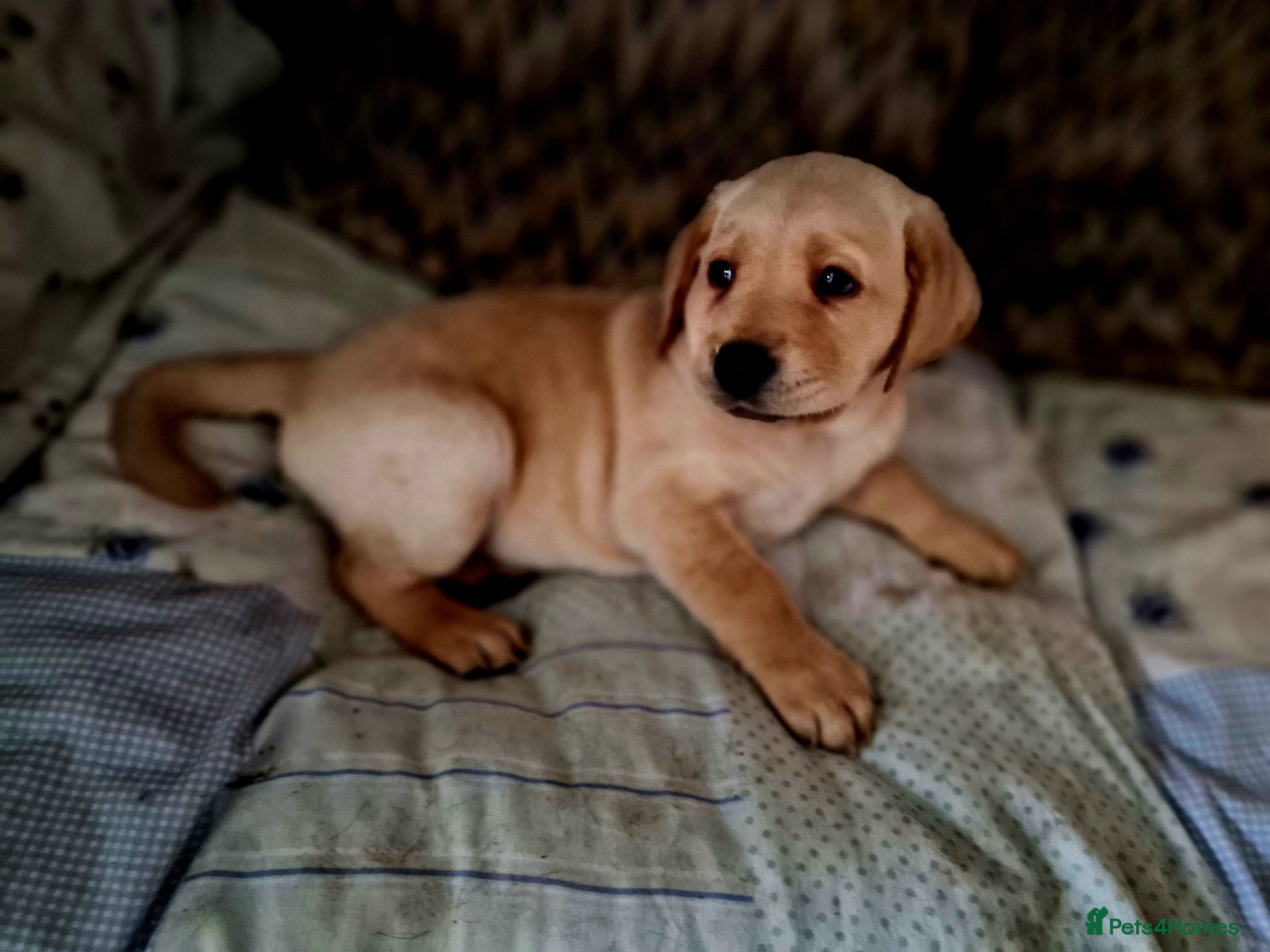 Labrador Retriever dogs Pedigree labrador puppies all 3 colours  - Advert 11