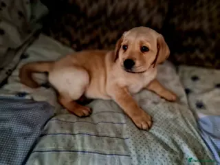 Labrador Retriever dogs Pedigree labrador puppies all 3 colours - Advert 11