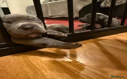 Staffordshire Bull Terrier dogs for sale: Lovely kc reg Staffordshire bull terrier puppies  - Image 40