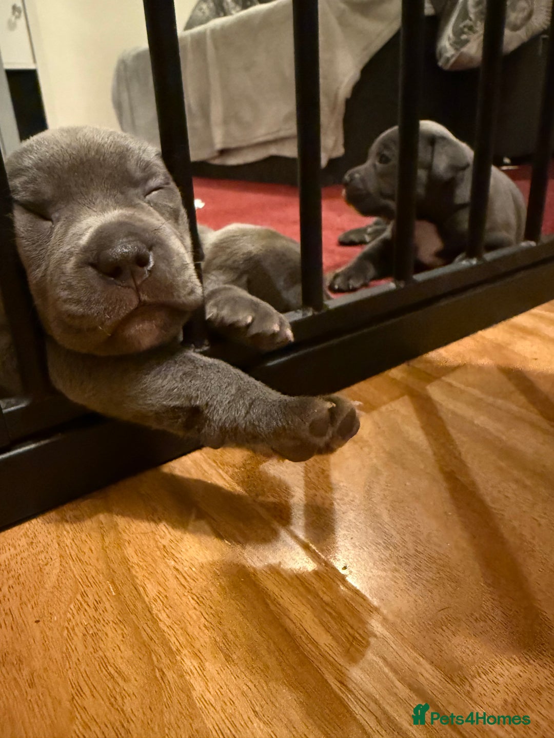 Staffordshire Bull Terrier dogs for sale: Lovely kc reg Staffordshire bull terrier puppies  - Image 40
