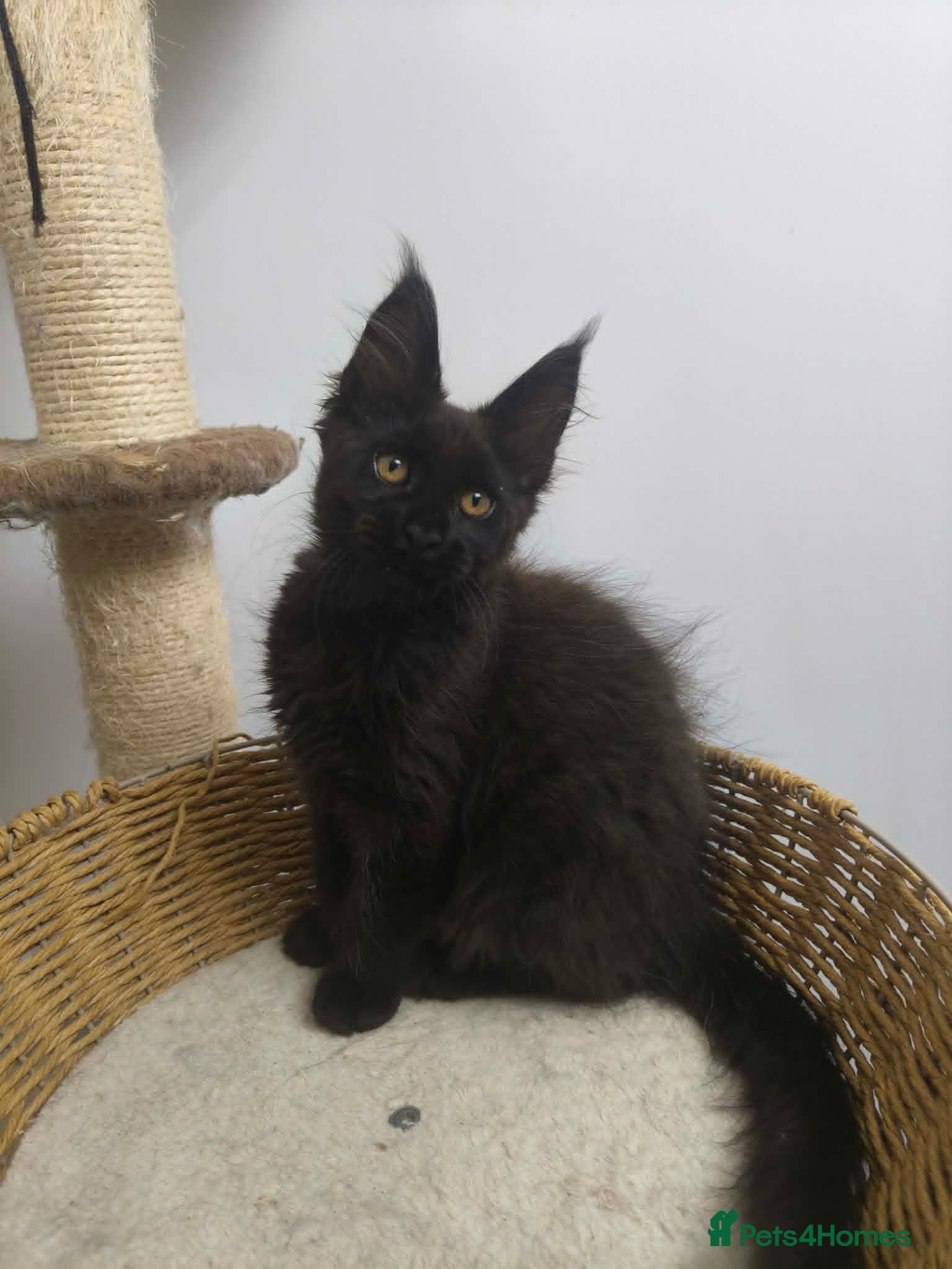 Maine Coon cats Last Black Maine coon Female TICA - Advert 1