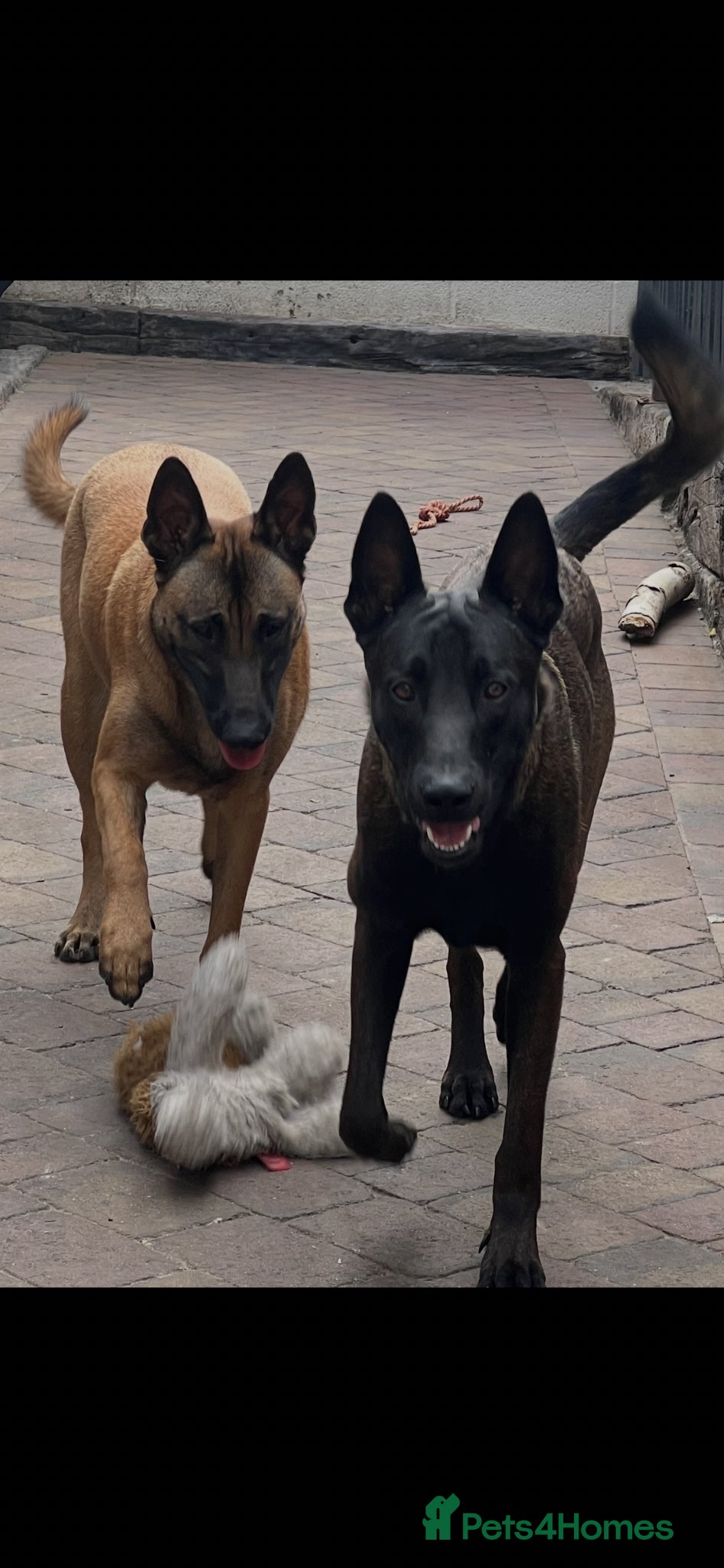 Belgian Shepherd Dog dogs Stunning litter of Belgian Malinois puppies  - Advert 7