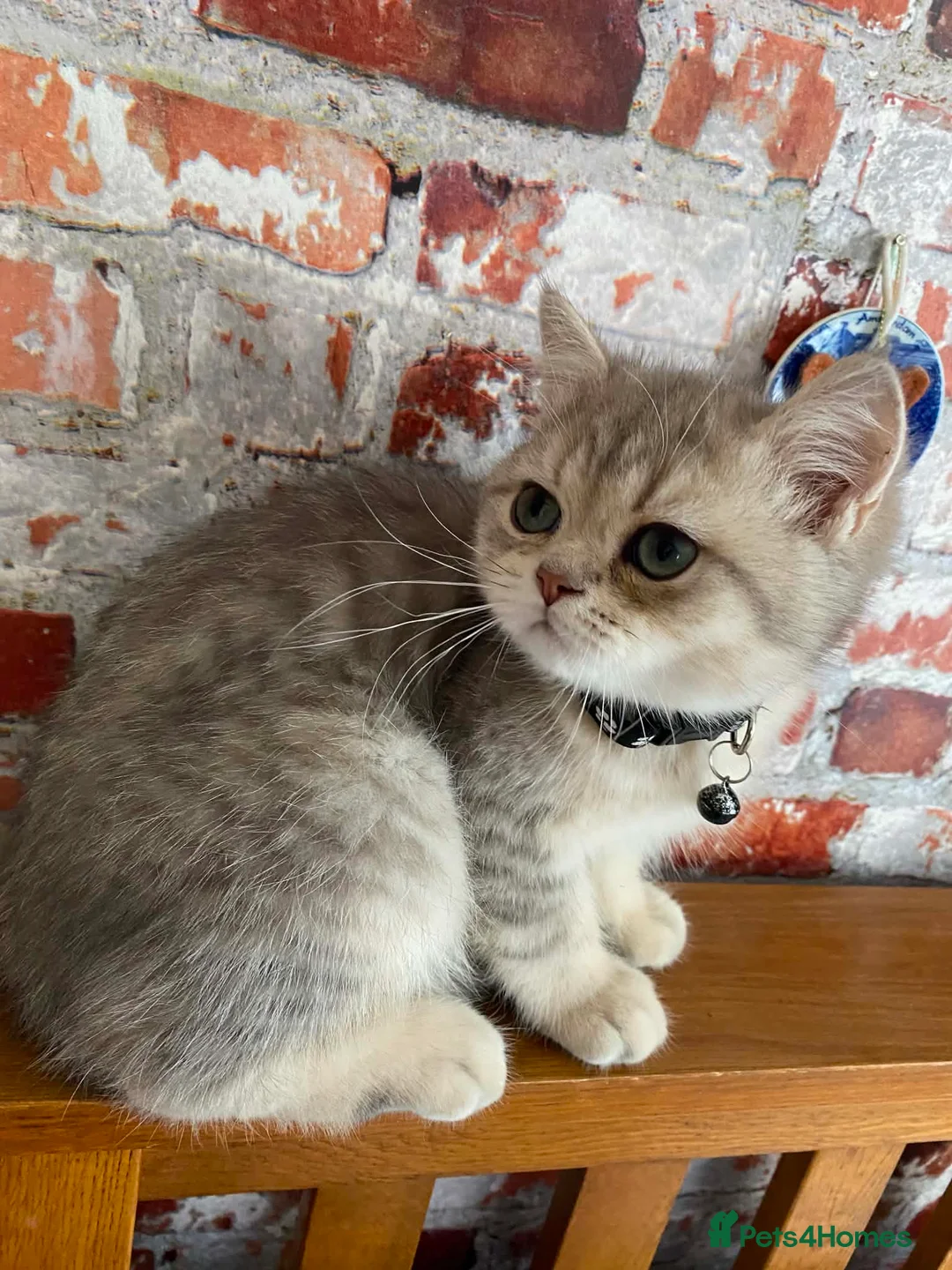 British Shorthair cats for sale: British shorthair kittens  - Advert 2