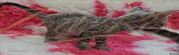Devon Rex cats for sale: GCCF registered Devon Rex Kittens - Advert 5