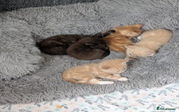 Mixed Breed cats for sale: Siamese/ragdoll/Scottish fold  - Image 1