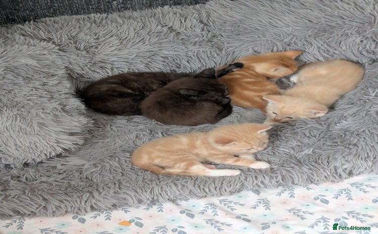 Mixed Breed cats - Advert 14