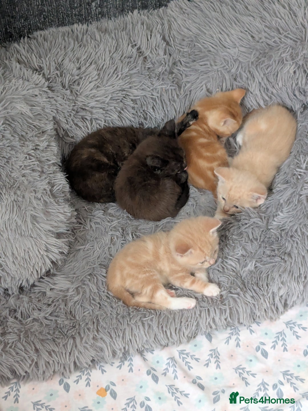 Mixed Breed cats for sale: Siamese/ragdoll/Scottish fold  - Image 1