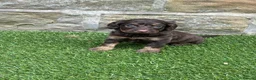 Cockapoo dogs for sale: Beautiful Cockapoo puppies  - Advert 3