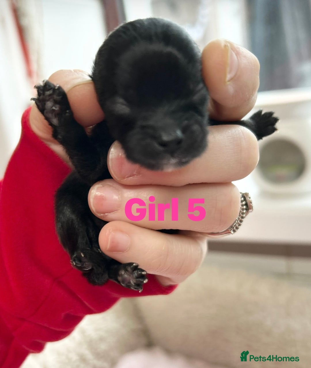 Pomeranian dogs for sale: Purebred fluffy Pomeranian puppies mum Russian! - Advert 18