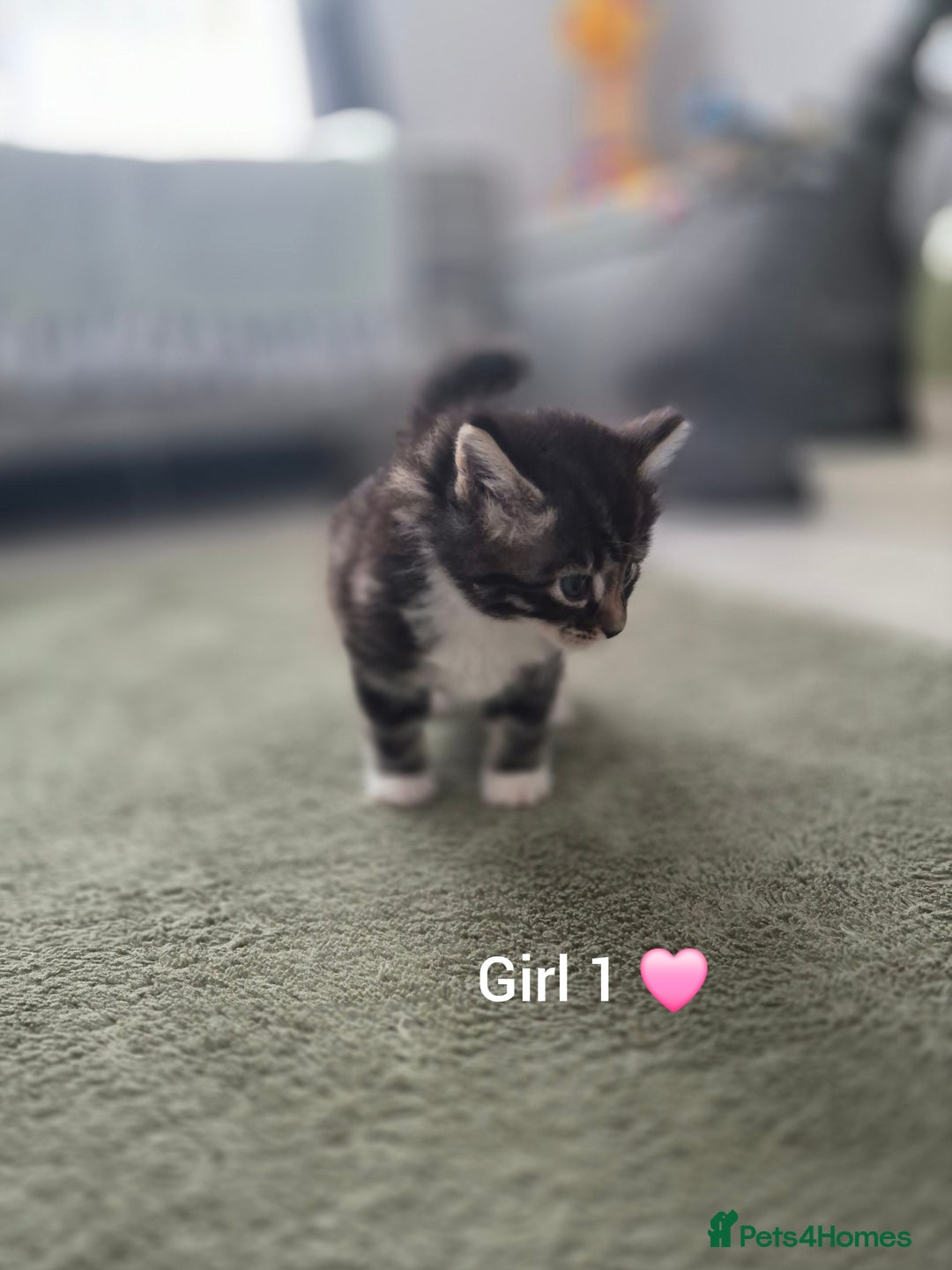 Mixed Breed cats for sale: Beautiful grey and tabby kittens  - Advert 9