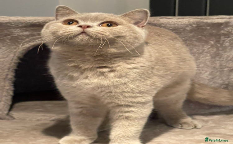 British Shorthair cats - Advert 13