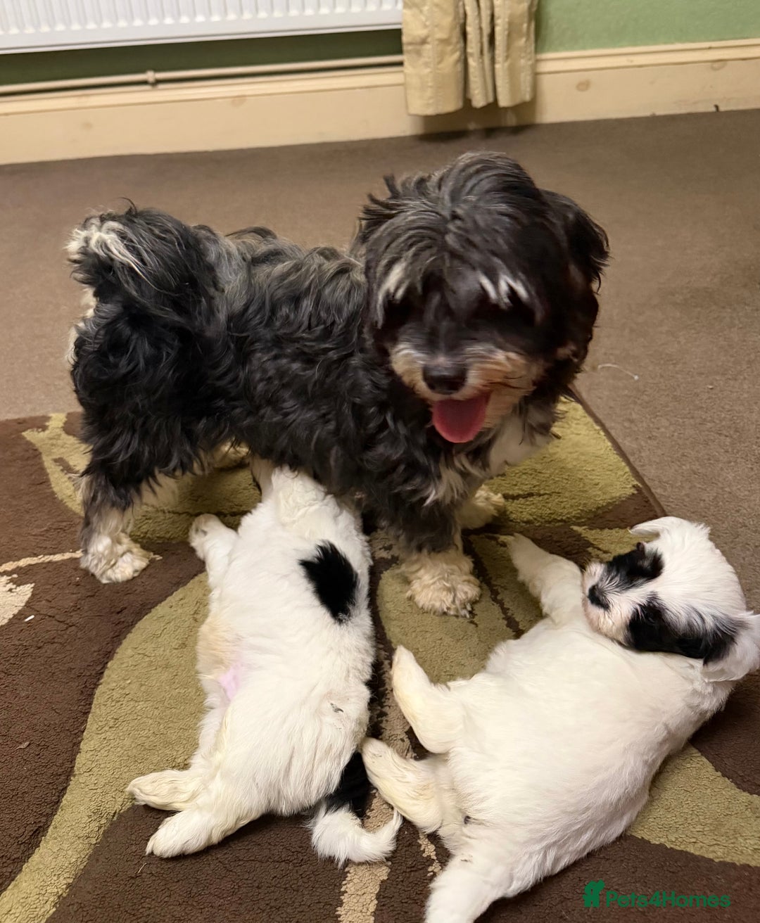 Havanese dogs for sale: Beautiful Havanese Puppies  - Image 4