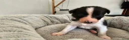 Border Collie dogs for sale: Border Collie Puppies - Advert 11