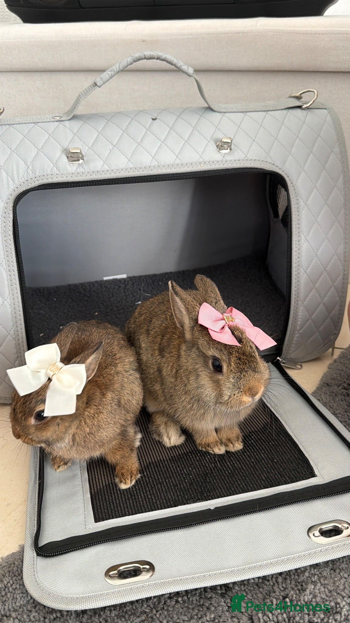 Netherland Dwarf rabbits Bunnys  - Advert 5