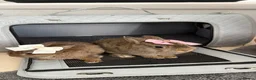Netherland Dwarf rabbits for sale: Bunnys  - Advert 1