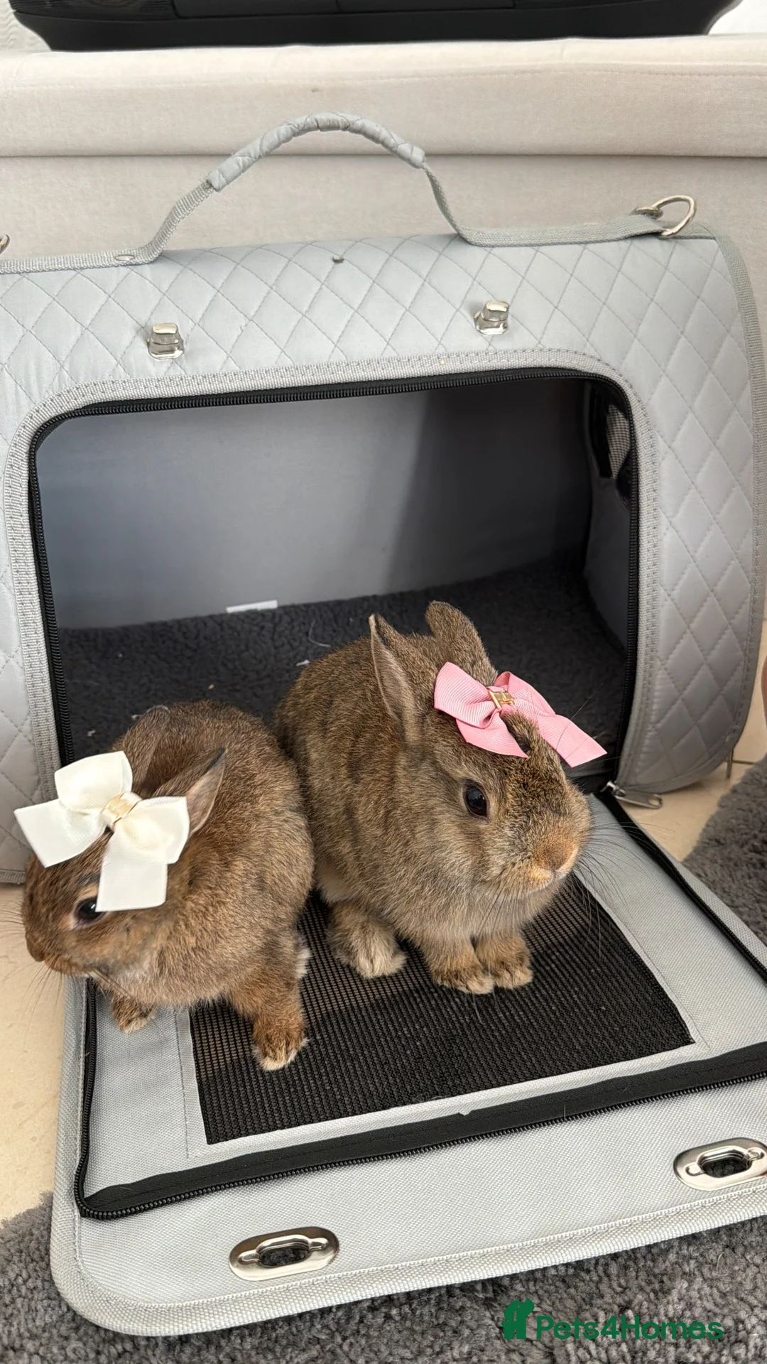 Netherland Dwarf rabbits for sale: Bunnys  - Advert 1