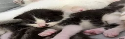 Mixed Breed cats for sale: Kittens for sale - Advert 6