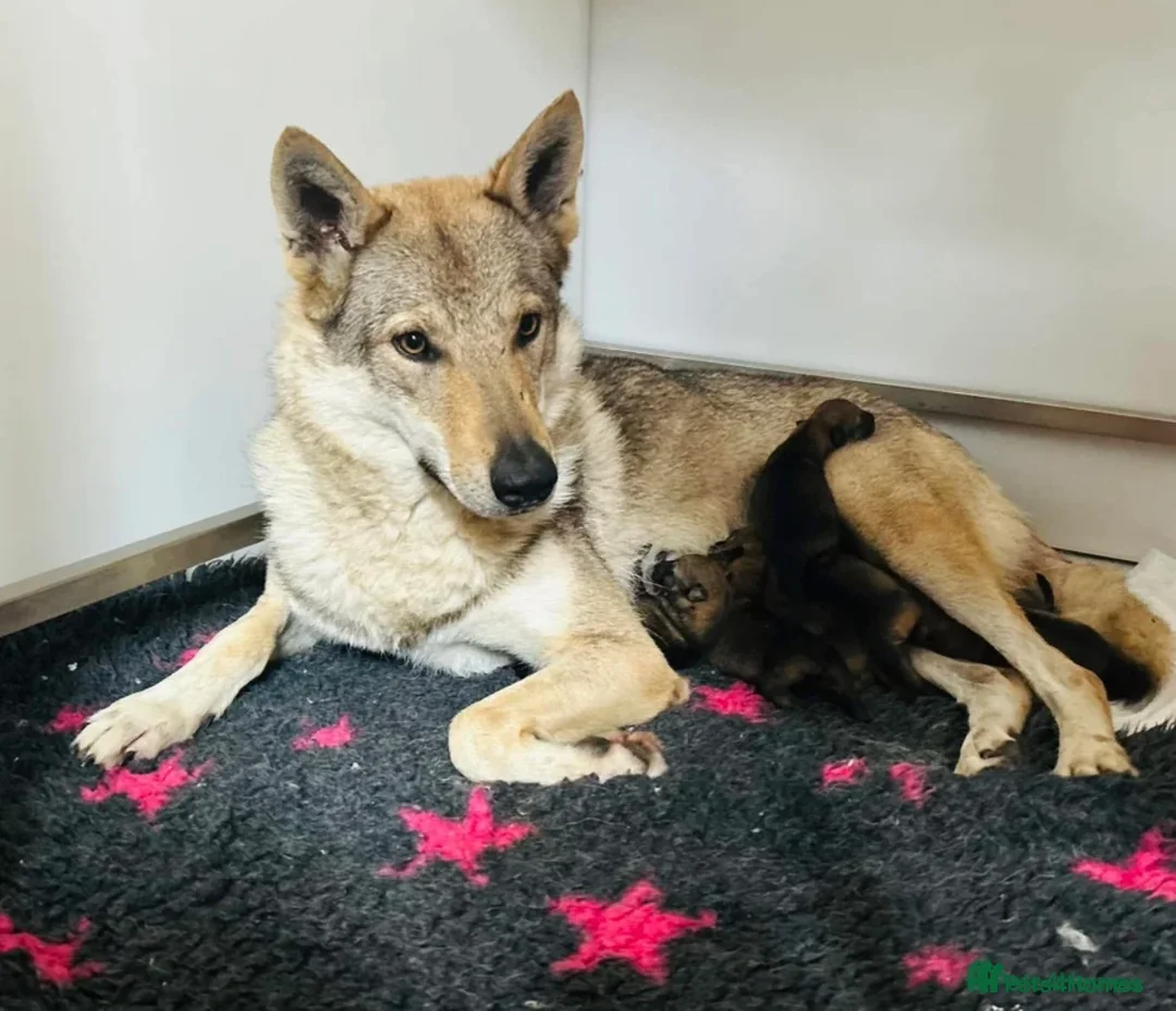 Saarloos Wolfdog dogs for sale: Czechoslovakian Wolfdog  in Slough - Advert 2