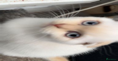 British Shorthair cats - Advert 2