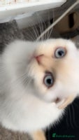 British Shorthair cats - Advert 12