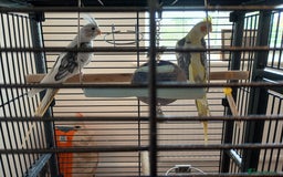 Cockatiels birds for sale: Pair of beautiful Cockatiels & good cage  - Image 1