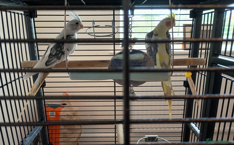 Cockatiels birds - Advert 2