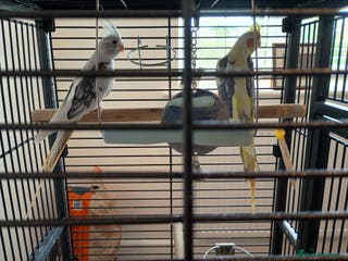 Cockatiels birds Pair of beautiful Cockatiels - Advert 11