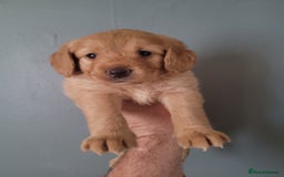 Labradoodle dogs for sale: Gorgeous mini labradoodles  - Image 9