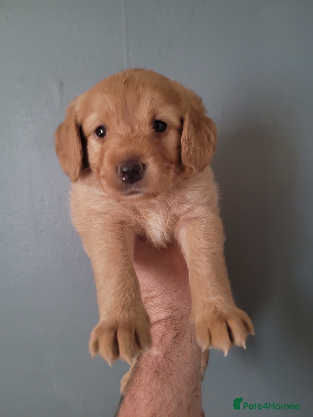 Labradoodle dogs for sale: Gorgeous mini labradoodles  - Image 9