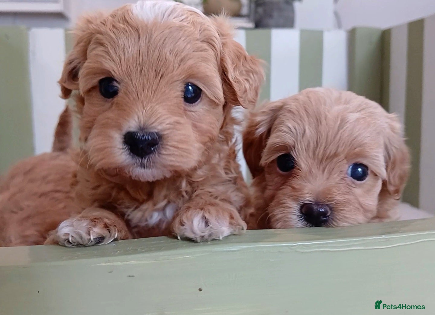 Maltipoo dogs Exquisite Maltipoo Baby Girls - Advert 2