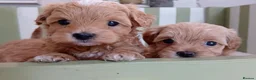 Maltipoo dogs for sale: Exquisite Maltipoo Baby Girls in Heathfield - Advert 1