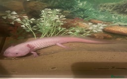 Axolotl reptiles for sale: Axolotl and tank for sale - Image 7