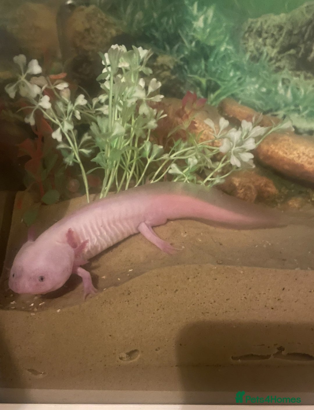 Axolotl reptiles for sale: Axolotl and tank for sale - Image 7